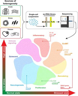 New Technologies With Increased Precision Improve Understanding of Endothelial Cell Heterogeneity in Cardiovascular Health and Disease